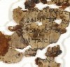 이스라엘 사막동굴서 1천900년전 성경사본 조각 발견